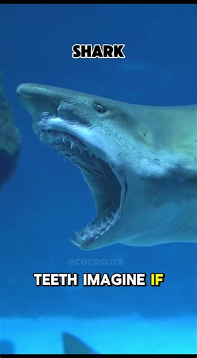 TERRIFYING ANIMALS LOOKS NOT EXIST #terrifyingvideo