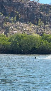 358K views · 2.9K reactions | How fast they are!  Hammerhead vs Stingray in the shallows of King George River, Kimberley Credit:  @karla_inthewild #sharks #hammerheadshark #stingrays #sharklover #sharkconservation #hammerhead #expedition #exploremore #wildlife #nature #marinelife | Shark Lovers | Facebook