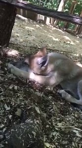 5.7K views · 329 reactions | Check out this new video of our 3 month old wolf pups howling!! | Wolf Mountain Nature Center | Facebook