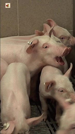 Pig Sounds 🐷 #shorts