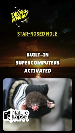 This Animal Has Microscopic Fingertips! 🔬✋ #MicroscopicTouch