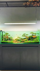 DioramaAquascape | In today’s video, I’ll guide you through the basic steps to take care of a planted aquarium during its early stages #aquascape #aquarium... | Instagram