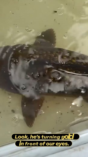 263K views · 3.1K reactions | It's crazy to see how the koi fish adapt and change their colors just in front of our eyes! #reels #fish #animals #amazing #nature | Zak Catch Em | Facebook