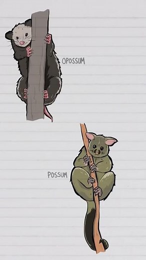 Opossum vs Possum #shorts