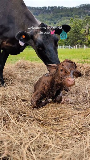 Koolah Creek Highland Cattle on Instagram: "Watch this newborn calf wobble to his feet and take his very first steps 💕 This is our newest embryo transfer calf and our last calf for 2025 - a purebred highland calf, carried and delivered by our wonderful recipient (surrogate) cow Claire. This calf is such an exciting combination of genetics! Paislig Riabhach of Koolah Creek x Ruaridh 1st of Ubhaidh Our guests were treated to a true behind the scenes moment when Claire went into labour - right as 
