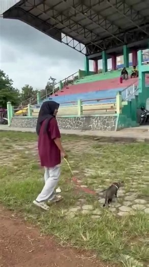 MileniaNews.com on Instagram: "Kejadian nyesek terjadi di Lapangan Kridosono, Blora. Seekor kucing bernama Mintel dilaporkan tewas setelah ditendang pria tak dikenal, Minggu pagi (25/1). Menurut pemiliknya, Mintel lagi jalan santai di area lapangan yang masih sepi dan nggak ganggu siapa pun. Tapi tiba-tiba, seorang pria datang dan langsung nendang Mintel tanpa alasan jelas. Akibatnya, Mintel stres berat sampai akhirnya meninggal. Waktu ditegur, pelaku bukannya minta maaf. Dia malah agresif, ngan