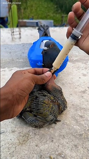 pigeon baby handfeeding