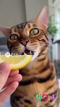 The funniest cat lemon reaction compilation ever 😂🍋 (6 videos)