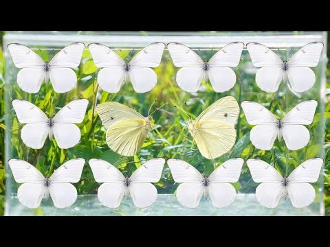 Catching Beautiful White Butterflies in the Wild | Relaxing Nature POV