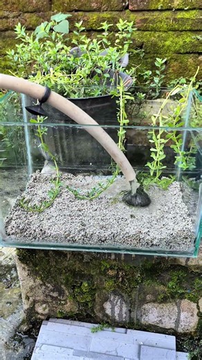 Setting up a mini aquarium for my betta fish#shorts #bettafish