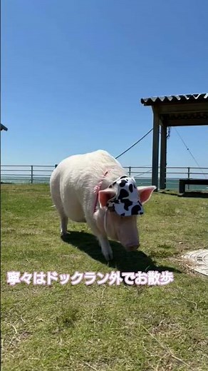 #mipig #mix #可愛い ＃ドックラン＃ソフトクリーム#mipig #mix #cute #dogrun #softserveicecream