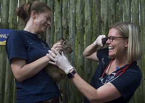 4 Canada lynx kittens introduced at Pittsburgh zoo