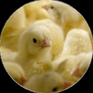 Poultry Nutrition and Health