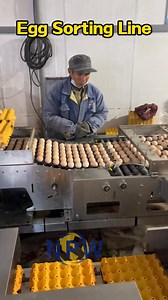 The direct connection between the egg collection system and the egg sorting and processing line transforms the egg farm from a "production base" into the core workshop of an "intelligent food factory." Its significance transcends the equipment itself; it represents a fundamental upgrade to the production model. This ensures that the egg collection system (usually a flat conveyor or elevator type) seamlessly integrates with the sorting line's feeding system in terms of egg output rhythm and arran