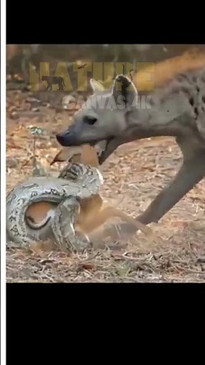 Wild Deception: How Hyenas Fool Gazelles in the African Savanna