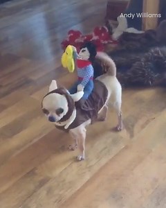 Welcome to the chihuahua rodeo! 🤠 | Go Fetch