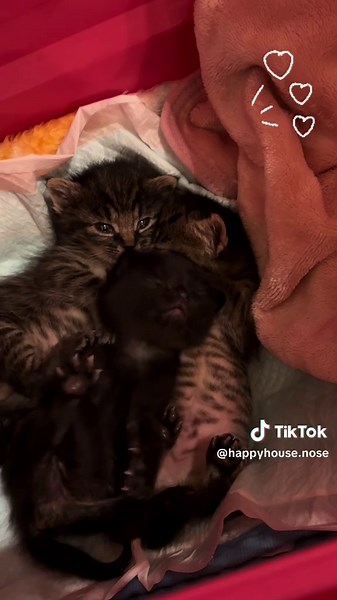 🐱🍼ノコッチ 🐱🍼ソッチャ 🐱🍼コムン すくすく成長中〜💓 #日本アニマルトラスト#ハッピーハウス #癒し動画#仔猫#大阪 #里親募集中#動物保護施設