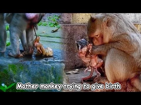 Mother monkey tries to give birth to baby monkey, will mother monkey succeed in giving birth?
