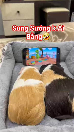 Sung Sướng K Ai Bằng🤣 #cavy #pets #funny #cute #freefire #capybara #foryou #fyp #xuhuongyoutube