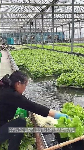Harvesting Hydroponic Lettuce — Clean, Fresh, and Sustainable Farming