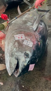 Weighing a Monster! Giant Bluefin Tuna Tipping the Scales! #bluefin #tuna #fish | Food Adventure