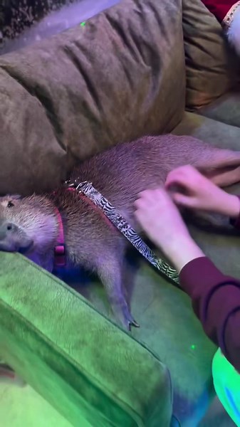 Capybara Facts: The Adorable Animal with Unique Traits