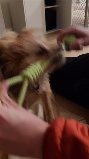 Heavy Metal Dog: The Funniest Pomeranian Headbanger