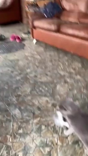 2.8M views · 10K reactions | Mom cat voice on Reels | Facebook