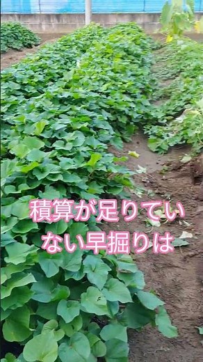 家庭菜園で薩摩芋⑯r8/9/5