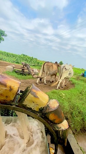 22K views · 213 reactions | Old irrigation system on Indus River operating with Bulls #foryoupageシ | لہندا پنجاب | Facebook