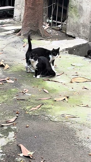 Angeschnüffelt. Zwei Katzen küßen sich im Hof. 2 cats kiss in a courtyard. Cat life in big city