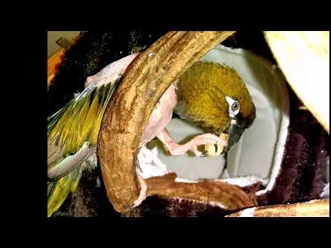 Scared Abused Bird Rescued, Loved for First Time