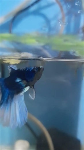 betta fish #flute #music 💜🐟