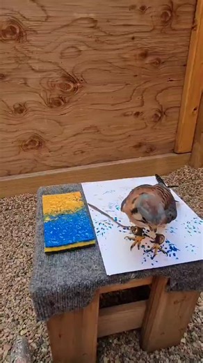 Rocky Mountain Raptor Program on Instagram: "This Feel Good Friday, we want to focus on the arts... specifically the art created by our very own Education Ambassadors! We love to provide our Ambassadors a variety of enrichment opportunities as this can promote both physical and mental health, as well as recuse stress and prevent boredom. ⁠ ⁠ Painting is a physical activity that encourages movement, positive engagement with trainers, and includes novel items and textures that keep their brains ha