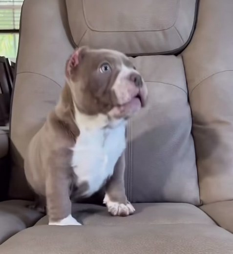 Exotic Pitbull Puppy and Bulldog Mix | Cute American Bully Babies