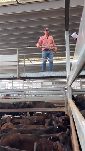 Check out Scott Simshauser from Elders Tamworth Selling the Advertised Turnbull Mayfield Angus Cows and Calves | Tamworth Livestock Agents