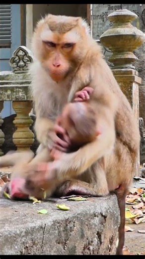 Monkey species: The mother monkey warns her baby not to nurse without her permission.