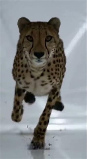 CHEETAH SPEED TEST: The Unreal Acceleration You’ve NEVER Seen Before 🚀🐆 #soraai