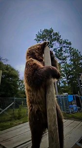 Charmin feels good to be a gangster #bigbear #FollowTheBear #gangster Charmin | Grizzly Ranch Bear Rescue