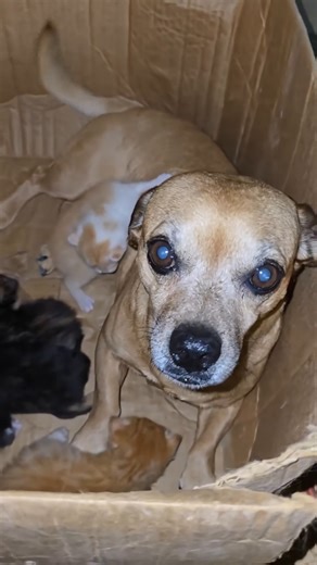 MINION MEETS THE KITTENS – CUTE MOMENTS! 🐕🐱 #narrowayhomestead #theoneandonlyminion #farmdog #kittens #cutepets #animalfriends #puppylove #furryfriends #homesteadlife #petadventures Watch Minion socialize with the kittens! 🐕🐱 Adorable moments and lots of fun on the homestead! ❤️ | Nate Petroski Farmdog