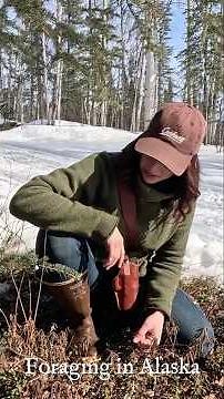 Alaskan Off-Grid Foraging: Wild Food & Medicine Tips from the Wilderness #Foraging #OffGrid #alaska