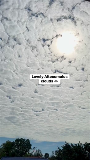 Milagros Fabrigas on Instagram: "Altocumulus clouds are mid-level clouds, appearing between 6,000 and 20,000 feet, that look like white or gray patches, rolls, or sheets. They often have a lumpy, "sheep-like" appearance and are made of water droplets or ice crystals. While they don't typically produce rain themselves, a warm, humid morning altocumulus can signify impending thunderstorms later in the day. #facts #nature #clouds"