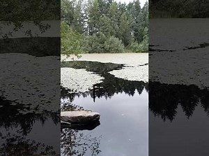 China Lake Park Visit in July 2026 (Walking Video)