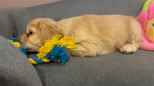 Cocker Spaniel puppy for sale