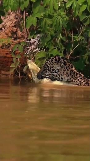 PANTANAL JAGUAR With Caiman In Jaws | Master of Land and Water #jaguarhunt #apexpredator #bigcats