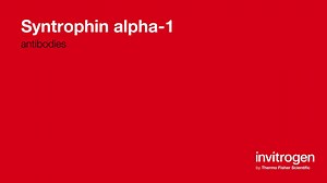 Syntrophin alpha-1 antibodies from Thermo Fisher Scientific