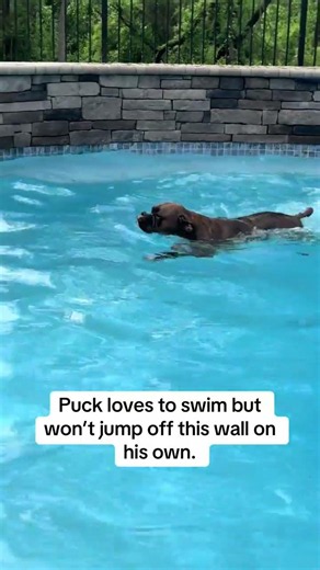 @puckandbiscuit: Puck loves swimming but won’t move on his own from this wall. #dog #doglover