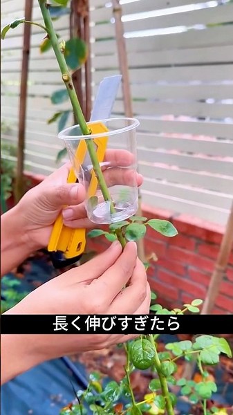 How to Propagate Roses Without Cutting Them