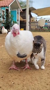 We introduced Meital the turkey to Joey the cat and it's the cutest thing ever! 💗 It's safe to say Joey is thrilled about their new friendship! Meital, on the other hand... well, let's just say she seems a bit unsure about this unexpected bond! 😂 What do you think? 😊 . . . . . #cats #cat #instacat #catlover #catsofinstagram #catstagram #catsagram #friends | Freedom Farm Sanctuary