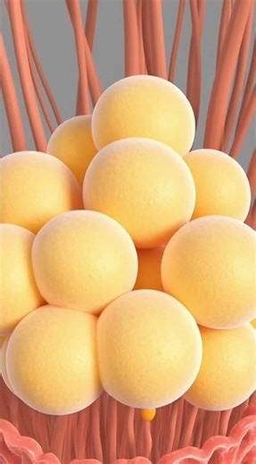 Your Body Has Only 4 Tissues?! 🤯 | Learn in 60 Seconds! #science #fascinatinginformation #facts